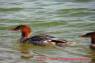 Common_Merganser_Gaensesaeger_03