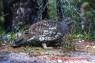 Dusky_Grouse