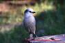 Gray_Jay_Meisenhaeher