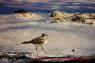 Killdeer_Keilschwanzregenpfeifer