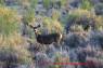 Mule_Deer_Maultierhirsch_02