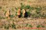 Prairie_Dogs_Praeriehunde