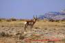 Pronghorn_Gabelantilope_01