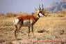 Pronghorn_Gabelantilope_02