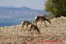 Pronghorn_Gabelantilope_04