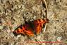 Schmetterling_Eastern_Comma