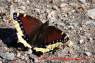Schmetterling_Mourning_Cloak