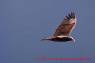 Turkey_Vulture_Truthahngeier