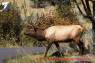 Wapiti_Elk