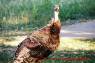 Wild_Turkey_Wilder_Truthahn_03