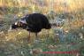 Wild_Turkey_Wilder_Truthahn