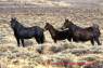 Wild_horses_Wildpferde_04