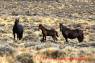Wildpferde_Wild_horses_02