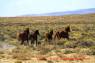 Wildpferde_Wild_horses