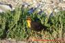Yellowheaded_Blackbird_02