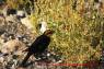 Yellowheaded_Blackbird