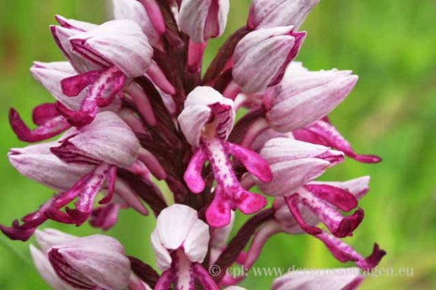 Orchidee_54