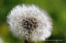 Pusteblume