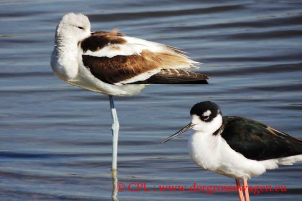 American_Avocet_Black-necked_Stilt