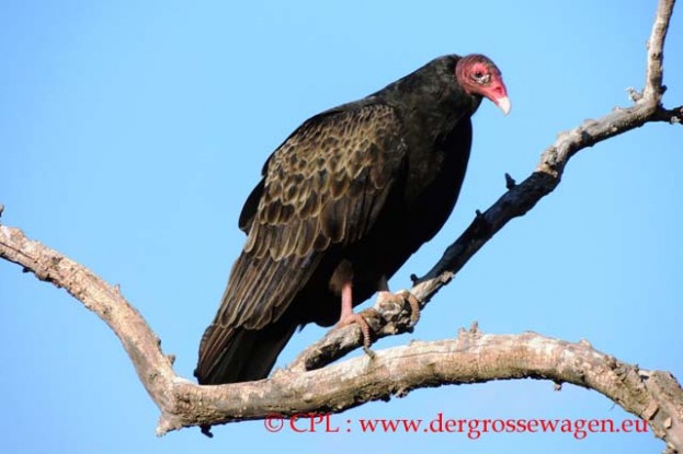 Geier_Turkey_Vulture