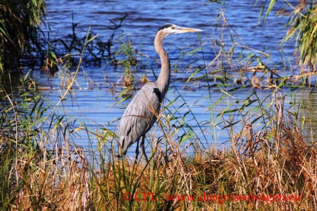 Kanadareiher_Great_Blue_Heron