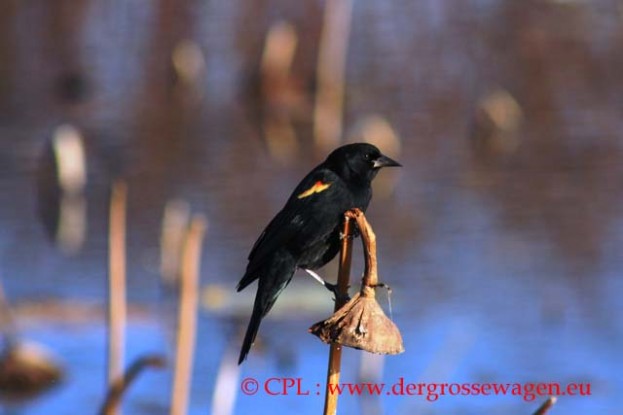 Red-winged_Blackbird