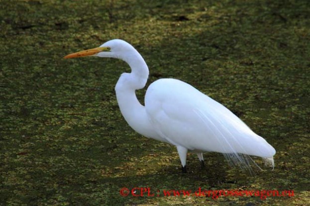 Reiher_Great_Egret