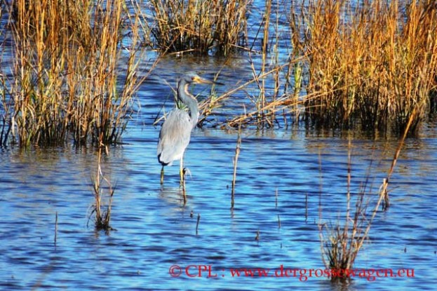 Reiher_Little_Blue_Heron_01