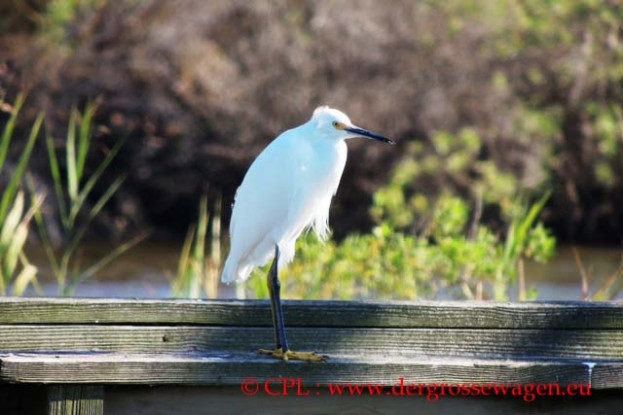 Reiher_Snowy_Egret