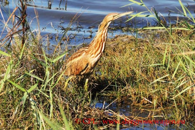 Rohrdommel_American_Bittern_03