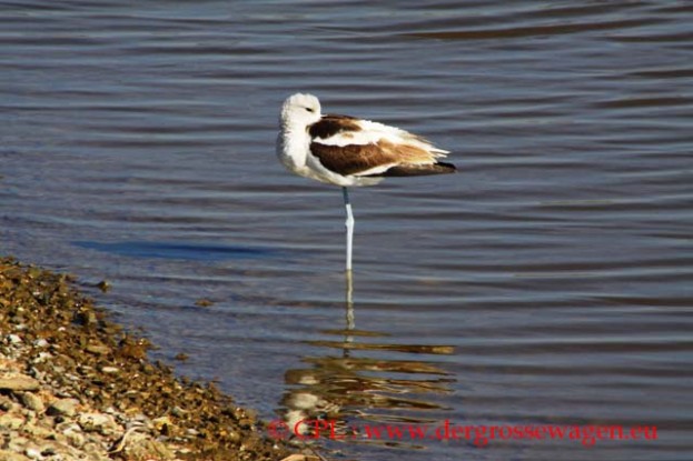 Saebelschnaebler_American_Avocet_01