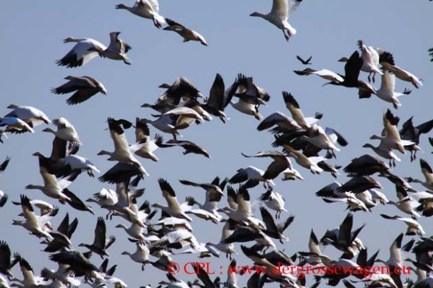 Snow_Geese_White-fronted_Geese