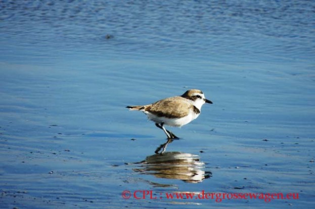 Snowy_Plover