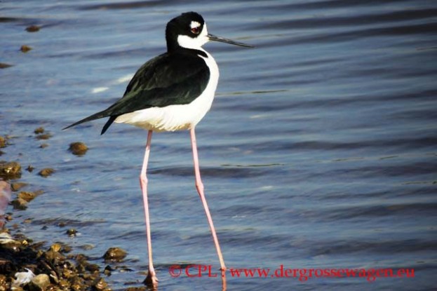 Stelzenlaeufer_Black-necked Stilt