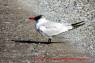 Caspian_Tern