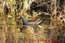 Common Moorhen