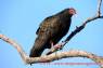 Geier_Turkey_Vulture