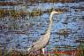 Kanadareiher_Great_Blue_Heron_02