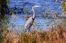 Kanadareiher_Great_Blue_Heron