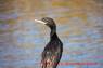 Kormoran_Neotropic_Cormorant