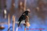 Red-winged_Blackbird