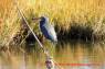 Reiher_Little_Blue_Heron_02