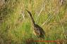 Rohrdommel_American_Bittern_01