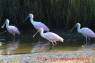 Rosaloeffler_Roseate_Spoonbill_01