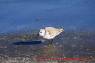 Sanderling