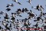 Snow_Geese_White-fronted_Geese