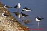 Stelzenlaeufer_Black-necked Stilt _02