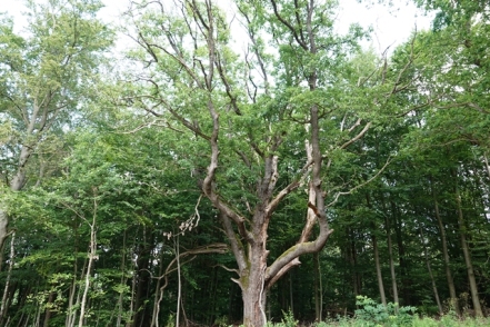 Baum Naturpark Solling Vogler