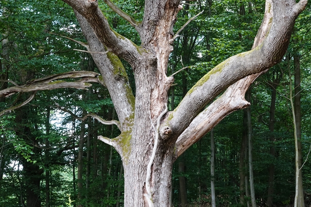 Baum Naturpark Solling Vogler