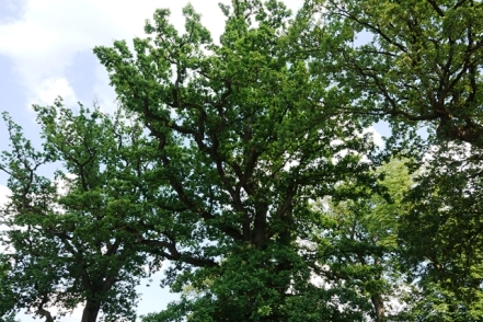 Baum Sababurg